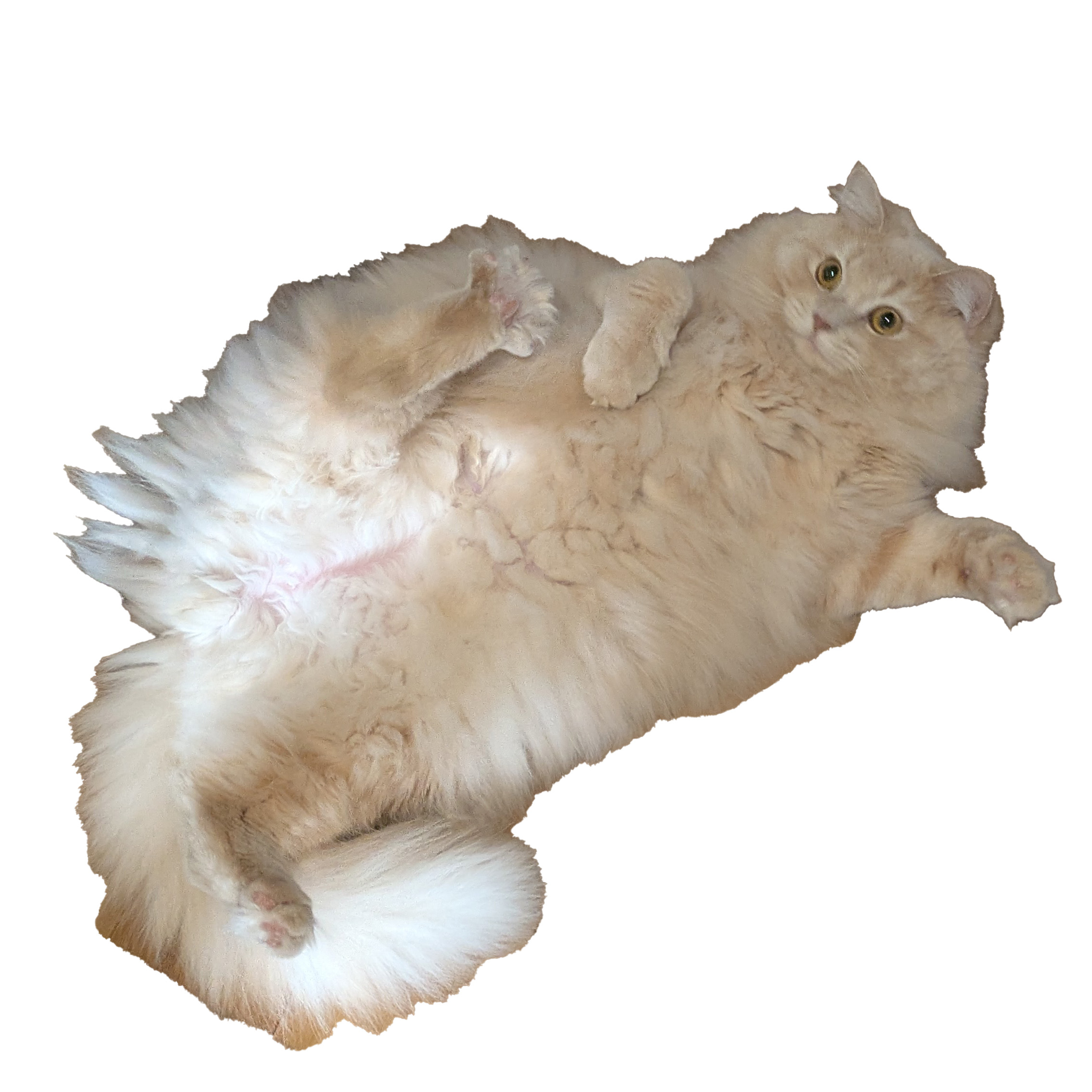 cat5.jpg