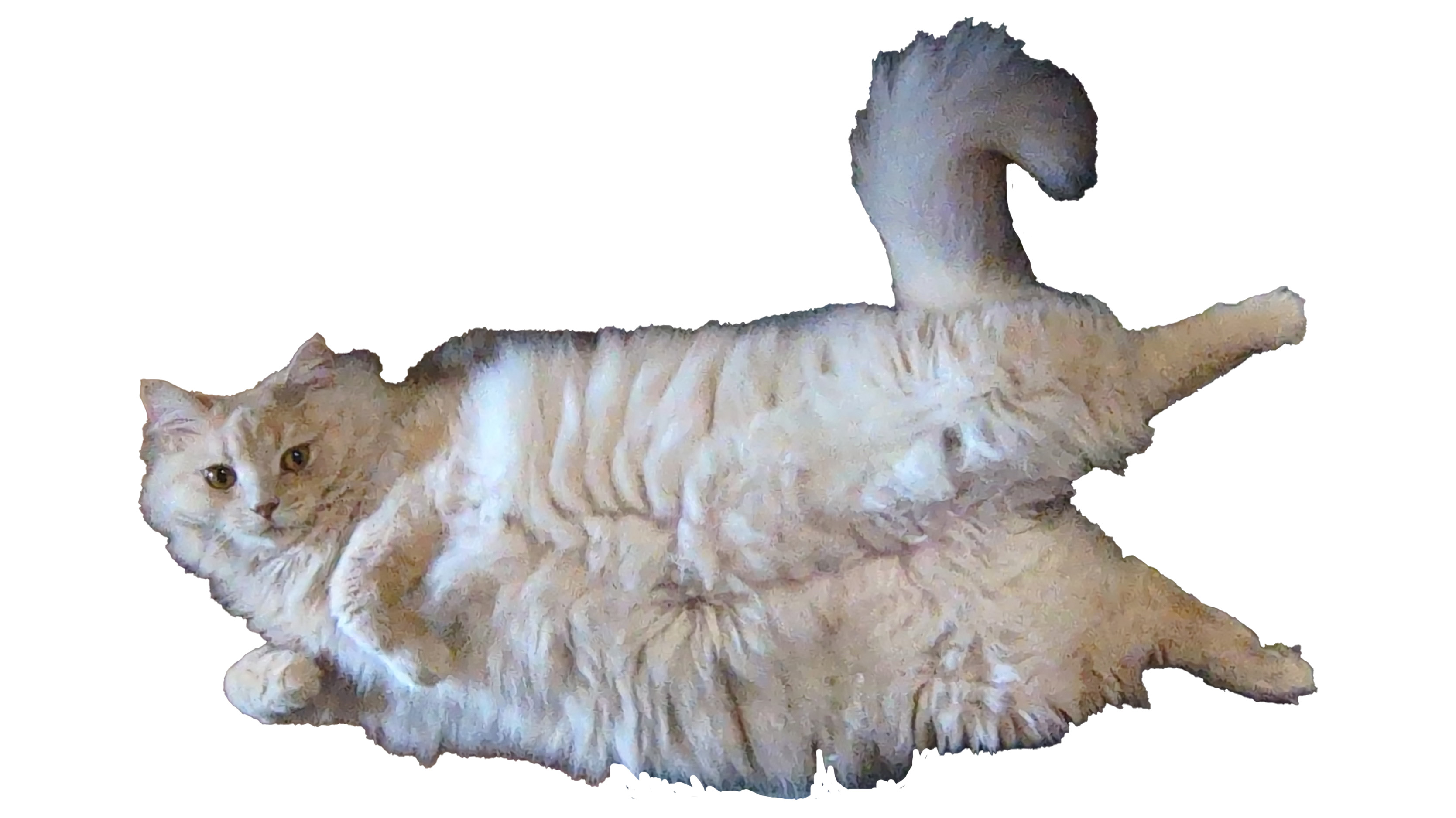 cat7.jpg