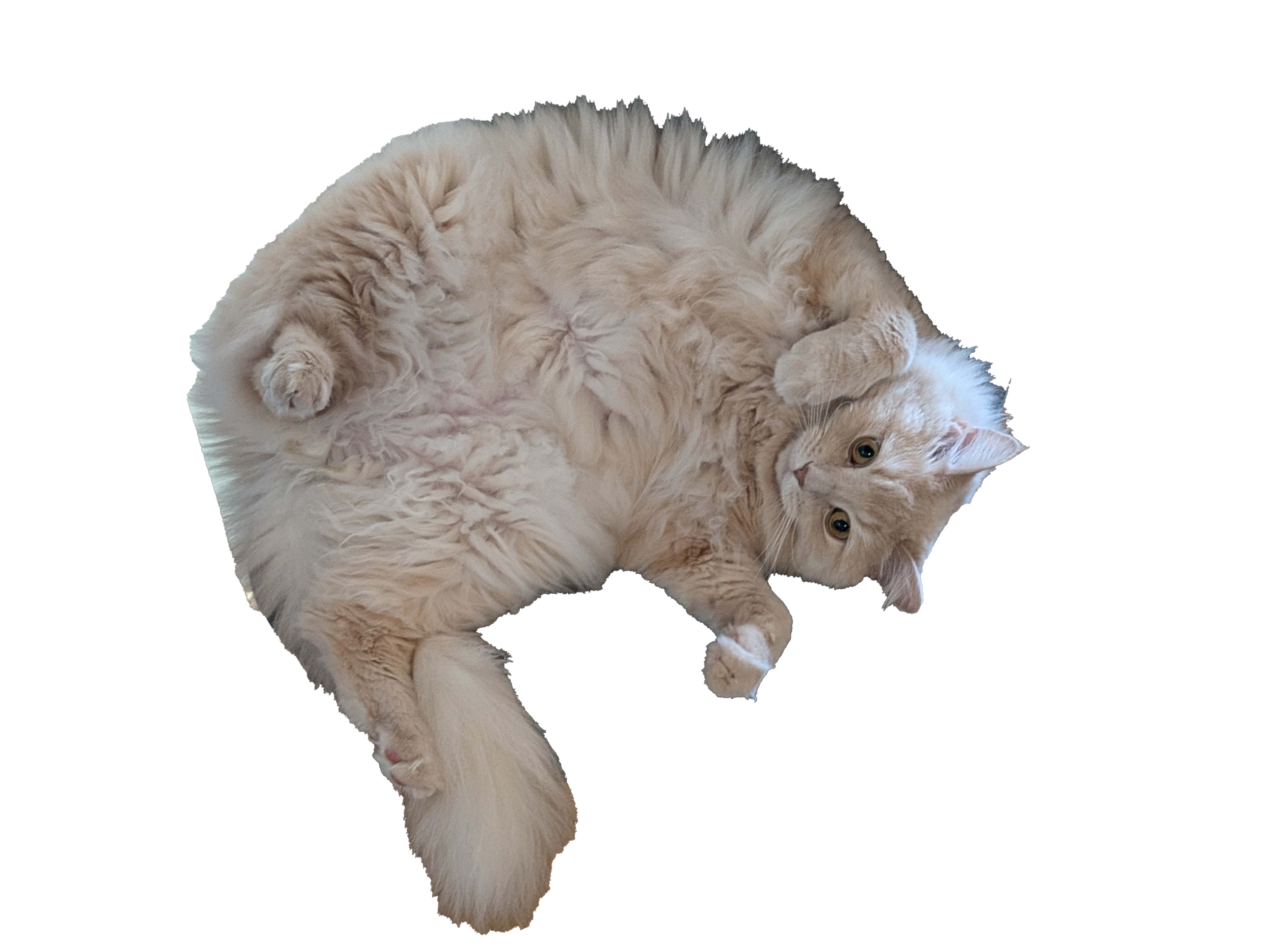 cat8.jpg