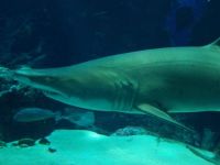 samekg.jpg samekg.jpg